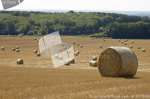 Image of Golden fields