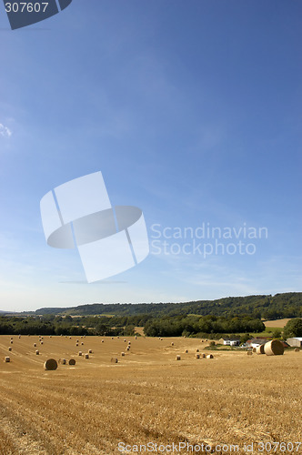 Image of Golden fields