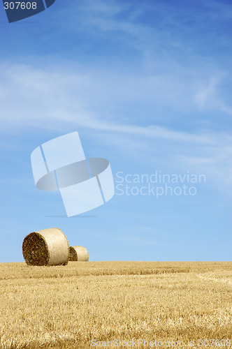 Image of Golden fields