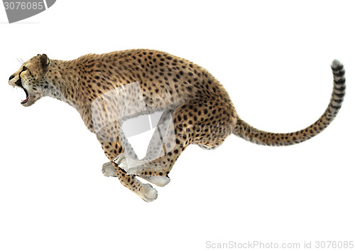 Image of Cheetah