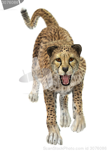 Image of Cheetah