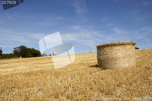 Image of Golden fields