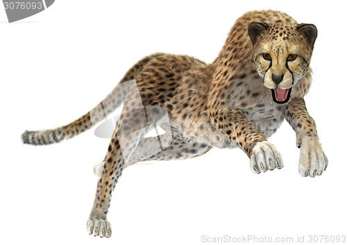 Image of Cheetah