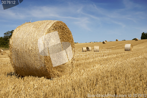 Image of Golden fields