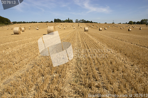Image of Golden fields