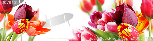 Image of colorful tulips on white background