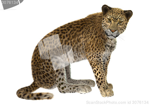 Image of Big Cat Leopard