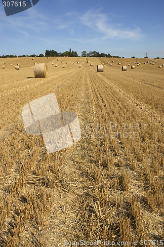 Image of Golden fields