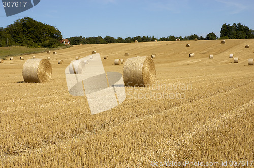 Image of Golden fields