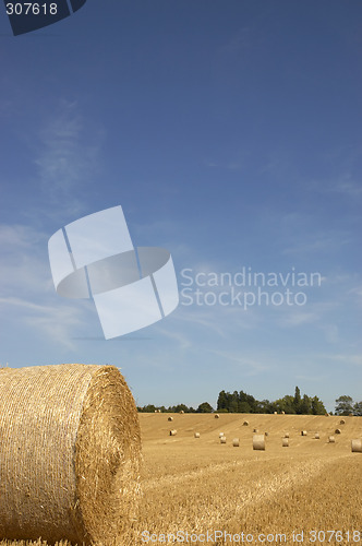 Image of Golden fields