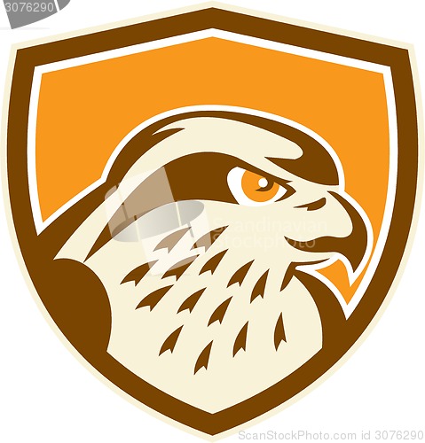 Image of Peregrine Falcon Head Shield Retro