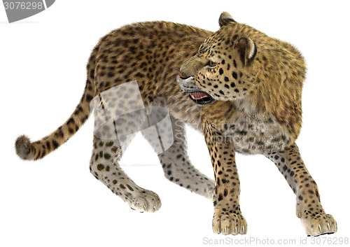 Image of Big Cat Leopard