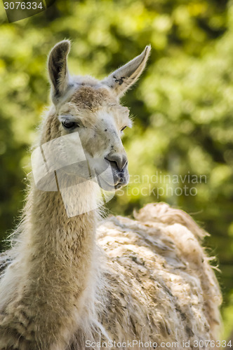 Image of Llama