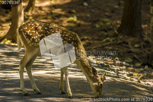 Image of Deer