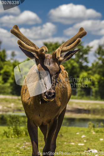 Image of Deer