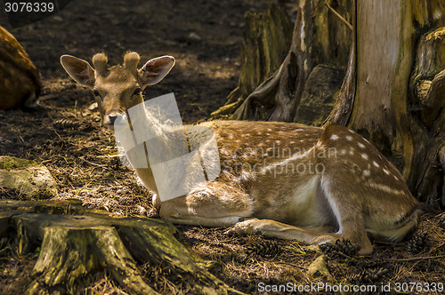 Image of Deer