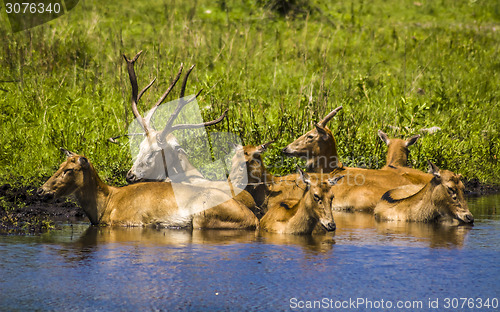 Image of Deers