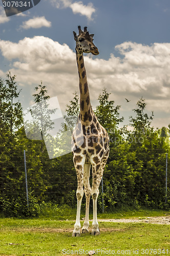 Image of Giraffe