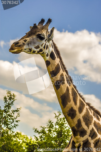 Image of Giraffe