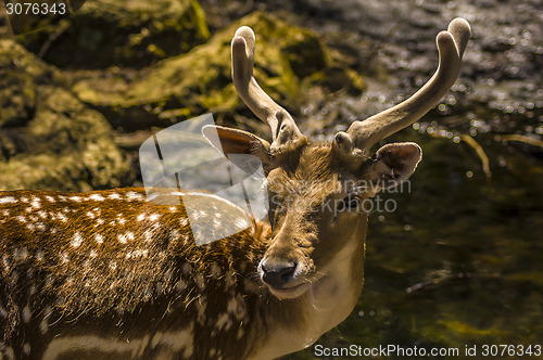 Image of Deer