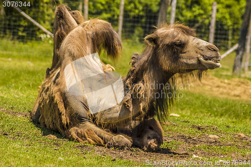 Image of Camel