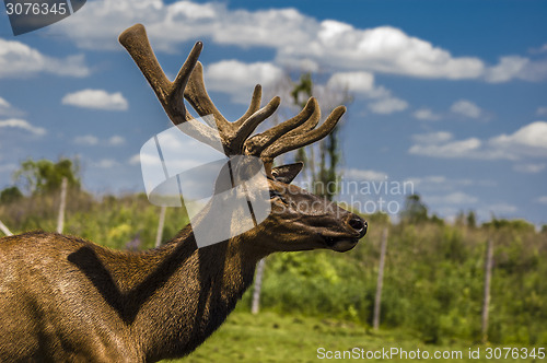 Image of Deer