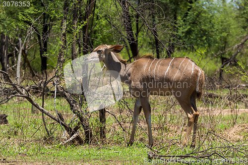 Image of Kudu