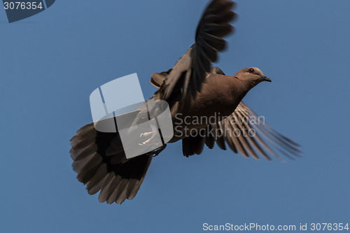 Image of A pigeon in mid flight