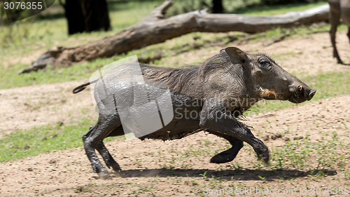 Image of African warthog