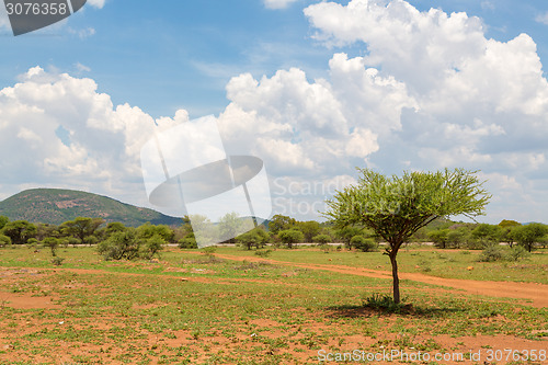 Image of Shrubs in the dry savannah grasslands of Botswana

