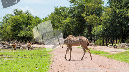 Image of Kudu
