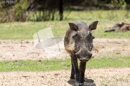 Image of African warthog