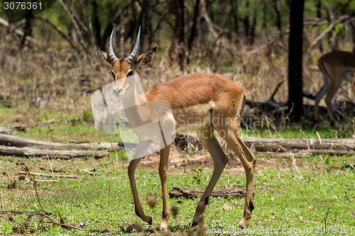 Image of Impala 
