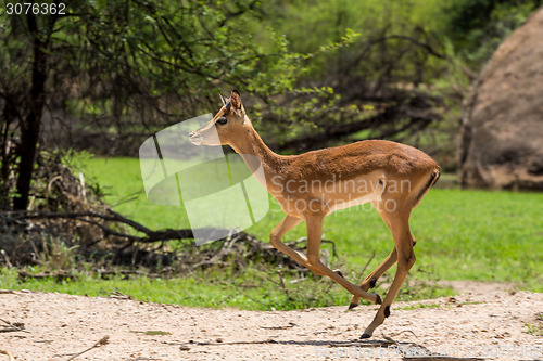 Image of Impala 