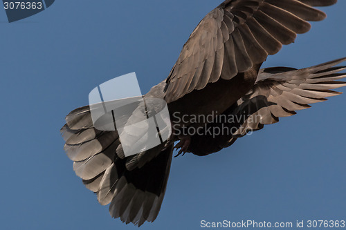 Image of A pigeon in mid flight