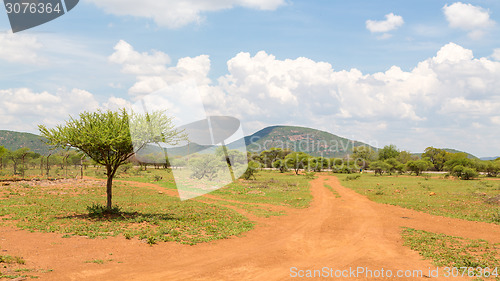 Image of Shrubs in the dry savannah grasslands of Botswana

