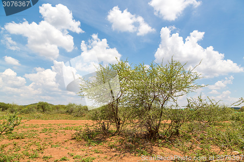 Image of Shrubs in the dry savannah grasslands of Botswana

