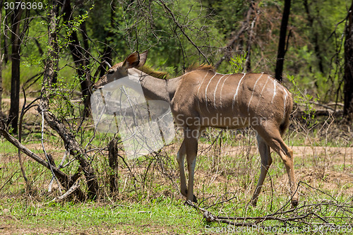 Image of Kudu