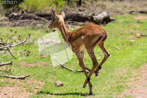 Image of Impala 