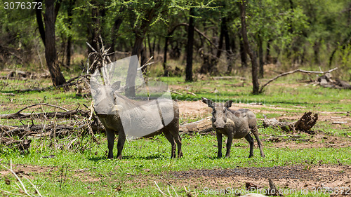 Image of African warthog