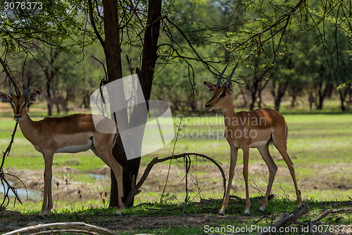 Image of Impala 