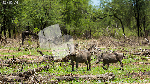 Image of African warthog