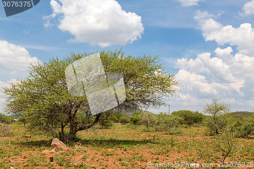 Image of Shrubs in the dry savannah grasslands of Botswana

