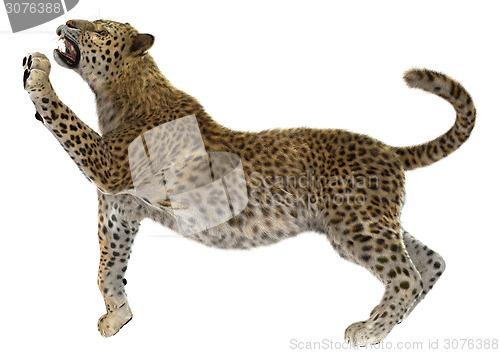 Image of Big Cat Leopard