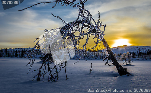 Image of sunrise in the mountains, one small tree bends for winter