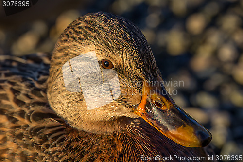 Image of Duck