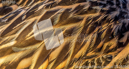 Image of Duck feathers 