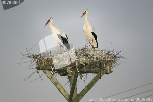 Image of Storks in nest