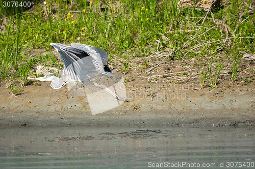 Image of Heron flying