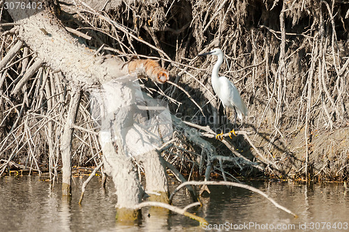 Image of Small white egret